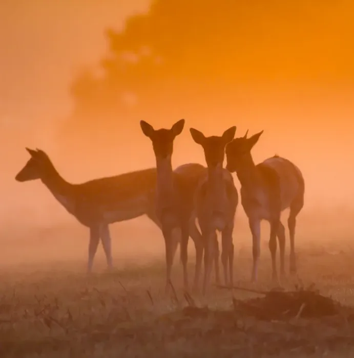 Framed Print : Fallow Deer at Dawn, autumn in Richmond Park
