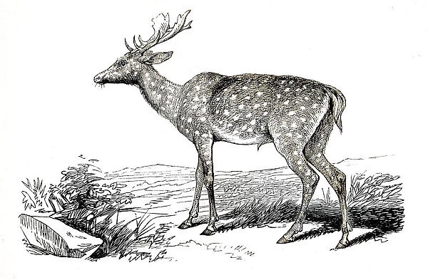 The fallow deer engraving 1851