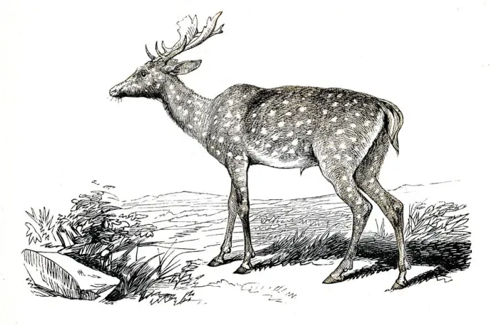 Framed Print : The fallow deer engraving 1851
