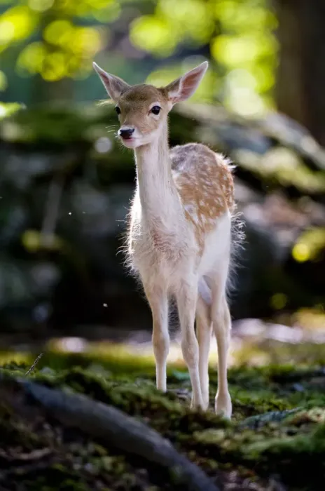 Framed Print : Fallow Deer Fawn Framed Print : Fallow Deer Fawn