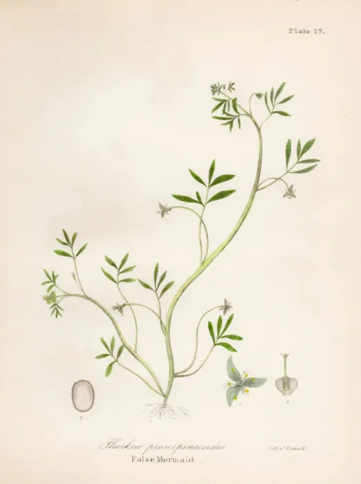 Framed Print : False mermaid plant botanical engraving 1843 Framed Print : False mermaid plant botanical engraving 1843