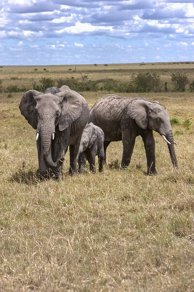 Family of African Bush Elephants -Loxodonta africana-, Masai Mara National Reserve, Kenya, East Africa, Africa, PublicGround