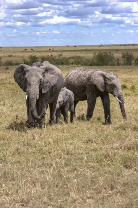 Framed Print : Family of African Bush Elephants -Loxodonta africana-, Masai Mara National Reserve, Kenya, East Africa, Africa, PublicGround Framed Print : Family of African Bush Elephants -Loxodonta africana-, Masai Mara National Reserve, Kenya, East Africa, Africa, PublicGround