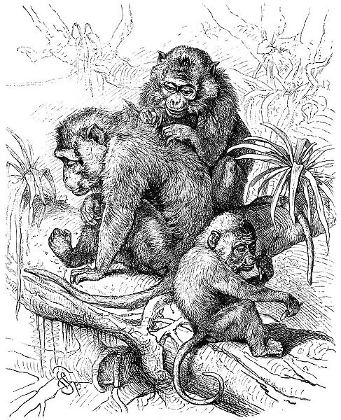 Family of long-tailed macaque (Macaca fascicularis)