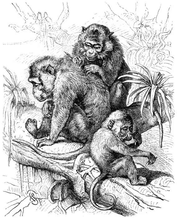 Framed Print : Family of long-tailed macaque (Macaca fascicularis) Framed Print : Family of long-tailed macaque (Macaca fascicularis)