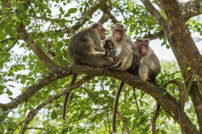 Framed Print : Family of rhesus monkeys -Macaca mulatta- with young, Mudumalai Wildlife Sanctuary, Tamil Nadu, India