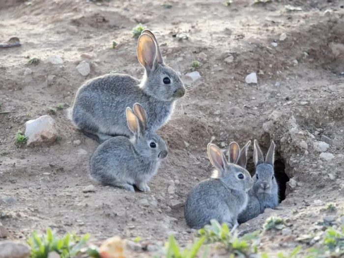 Framed Print : Family of small rabbits close to his burrow monitored closely over his mother. ( Species Oryctolagus cuniculus. ) Framed Print : Family of small rabbits close to his burrow monitored closely over his mother. ( Species Oryctolagus cuniculus. )