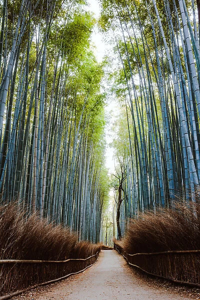 Famous bamboo forest, Arashiyama, Kyoto, Japan