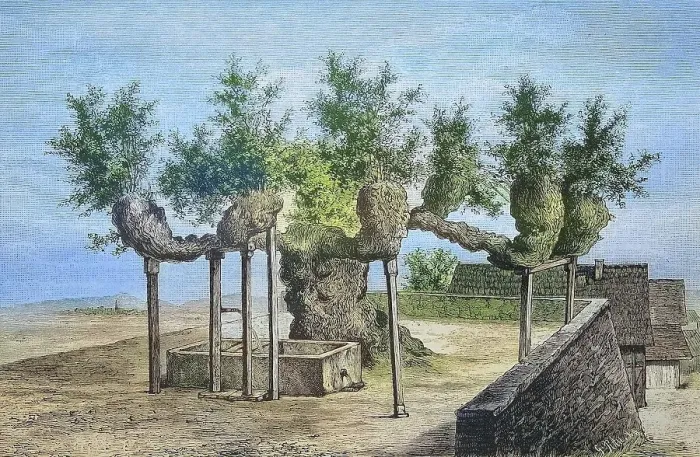 Framed Print : The famous lime tree of Malchen, Hesse, Germany, in 1885, Historical, digitally restored reproduction from a 19th century original Framed Print : The famous lime tree of Malchen, Hesse, Germany, in 1885, Historical, digitally restored reproduction from a 19th century original