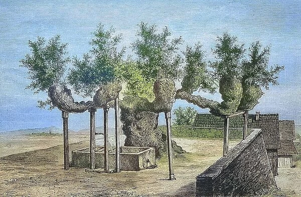 The famous lime tree of Malchen, Hesse, Germany, in 1885, Historical, digitally restored reproduction from a 19th century original