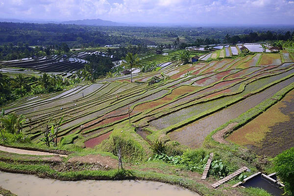 The famous rice terraces of Jatiluwih, Bali, Indonesia