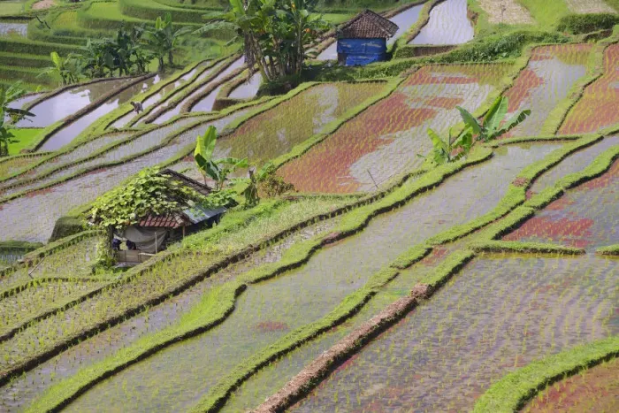 Framed Print : The famous rice terraces of Jatiluwih, Bali, Indonesia Framed Print : The famous rice terraces of Jatiluwih, Bali, Indonesia