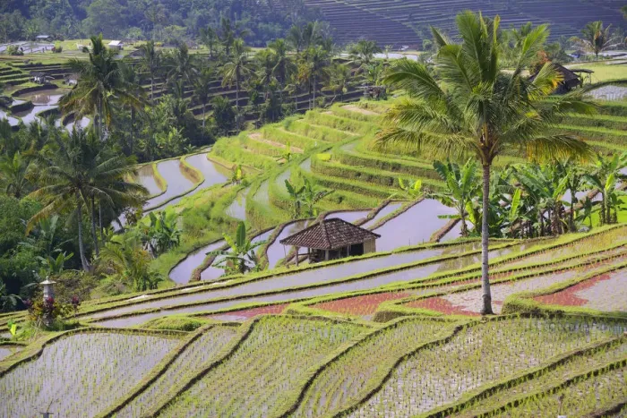 Framed Print : The famous rice terraces of Jatiluwih, Bali, Indonesia Framed Print : The famous rice terraces of Jatiluwih, Bali, Indonesia
