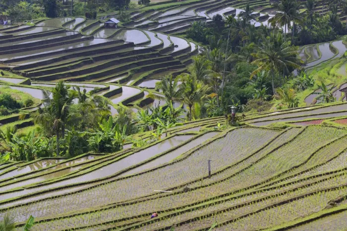 Framed Print : The famous rice terraces of Jatiluwih, Bali, Indonesia Framed Print : The famous rice terraces of Jatiluwih, Bali, Indonesia