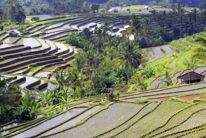 Framed Print : The famous rice terraces of Jatiluwih, Bali, Indonesia Framed Print : The famous rice terraces of Jatiluwih, Bali, Indonesia