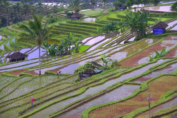 Framed Print : The famous rice terraces of Jatiluwih, Bali, Indonesia Framed Print : The famous rice terraces of Jatiluwih, Bali, Indonesia
