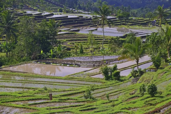 Framed Print : The famous rice terraces of Jatiluwih, Bali, Indonesia Framed Print : The famous rice terraces of Jatiluwih, Bali, Indonesia