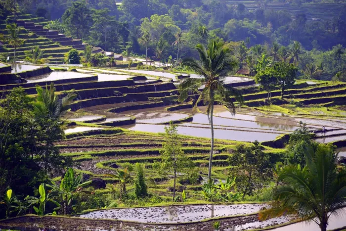 Framed Print : The famous rice terraces of Jatiluwih, Bali, Indonesia Framed Print : The famous rice terraces of Jatiluwih, Bali, Indonesia