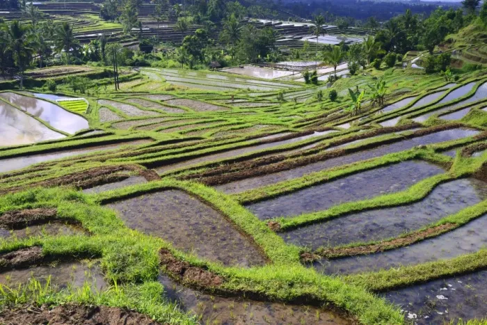 Framed Print : The famous rice terraces of Jatiluwih, Bali, Indonesia Framed Print : The famous rice terraces of Jatiluwih, Bali, Indonesia
