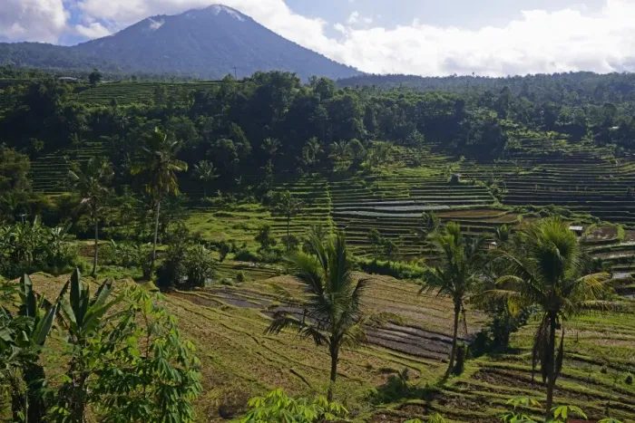Framed Print : The famous rice terraces of Jatiluwih, Bali, Indonesia Framed Print : The famous rice terraces of Jatiluwih, Bali, Indonesia