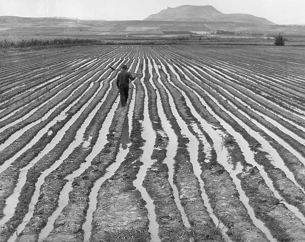 US Farm. A farm worker crossing an irrigated field