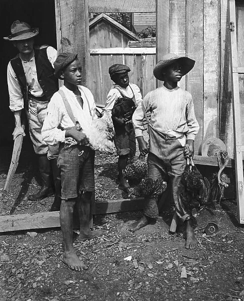 Farm Boys. A group of African-American boys holding chickens on a farm in North Carolina