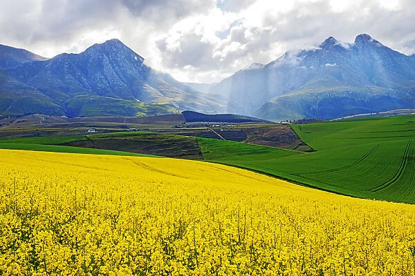 A farm with both canola and wheat fields at the foot of the Langeberg Mountains with storm clouds and the suns rays falling on the farm, Swellendam, Western Cape Province, South Africa
