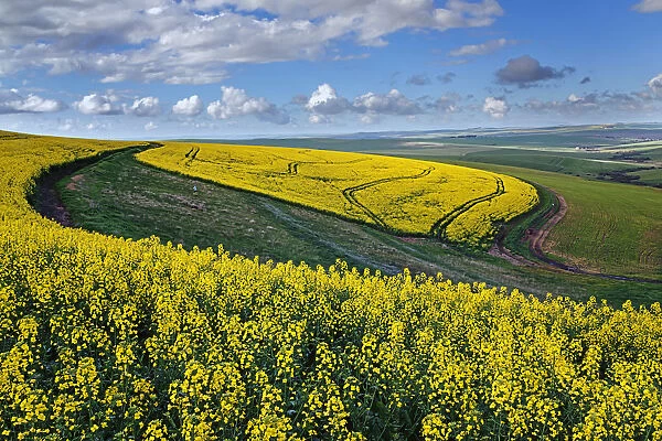 A farm with canola and wheat lands with tracks in the canola under a cloudy sky; Swellendam, Western Cape Province, South Africa