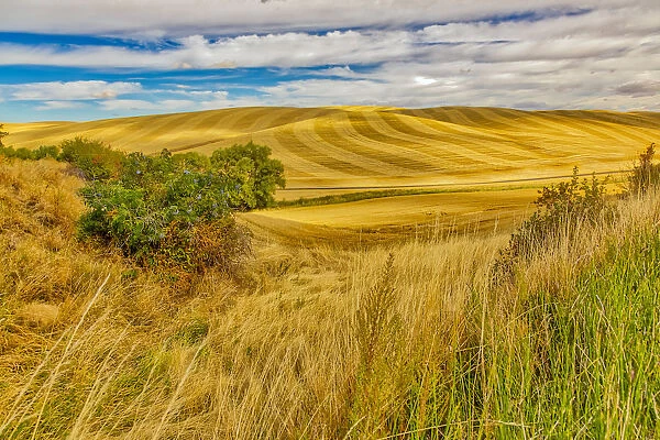 Farm country landscape, Pullman, Colorado, USA