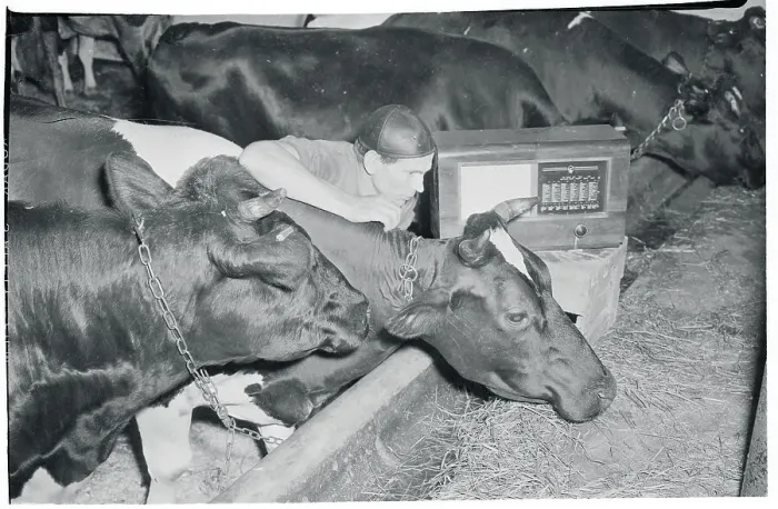 Framed Print : Farm Cows with Radio Nearby Framed Print : Farm Cows with Radio Nearby