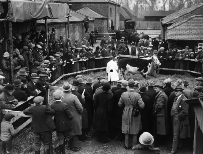 Framed Print : Farm Sale. 1926: A cow being auctioned during a sale of the Kings fat stock Framed Print : Farm Sale. 1926: A cow being auctioned during a sale of the Kings fat stock