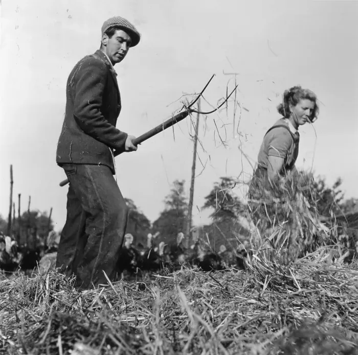 Framed Print : Farm Work. 1954: A couple working on a turkey farm Framed Print : Farm Work. 1954: A couple working on a turkey farm
