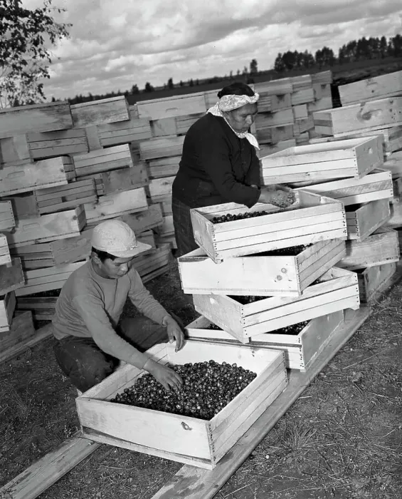 Framed Print : Two Farm Workers Packing Cranberries in Crates Framed Print : Two Farm Workers Packing Cranberries in Crates