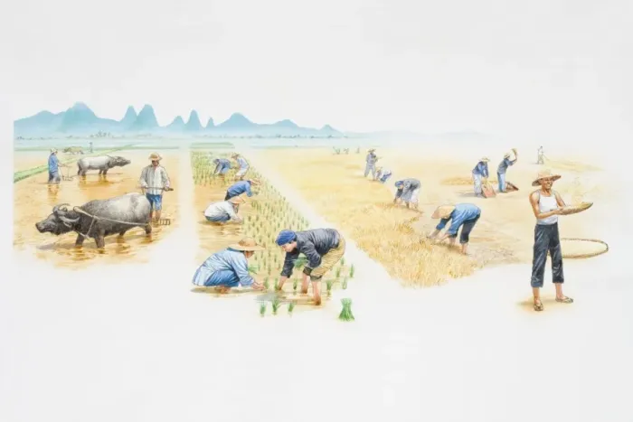Framed Print : Farm workers in a rice field, before, during and after harvest Framed Print : Farm workers in a rice field, before, during and after harvest