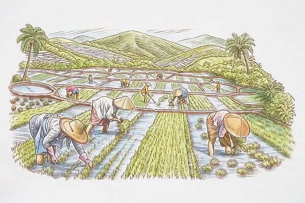 Farm workers in rice field harvesting crops