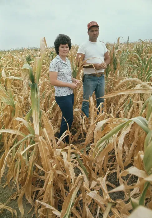 Framed Print : Farmer In Drought-Stricken Cornfield Framed Print : Farmer In Drought-Stricken Cornfield