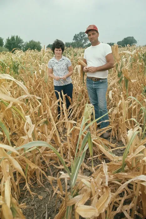 Framed Print : Farmer In Drought-Stricken Cornfield Framed Print : Farmer In Drought-Stricken Cornfield