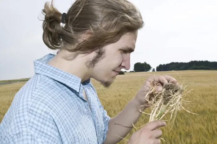 Framed Print : Farmer examining cereal Framed Print : Farmer examining cereal