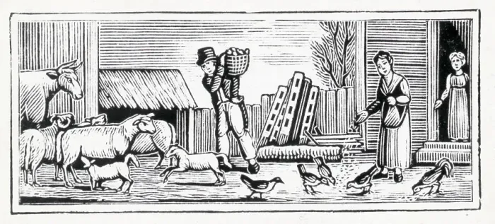 Framed Print : Farmer Feeding Livestock On Farm;Woodcut Framed Print : Farmer Feeding Livestock On Farm;Woodcut