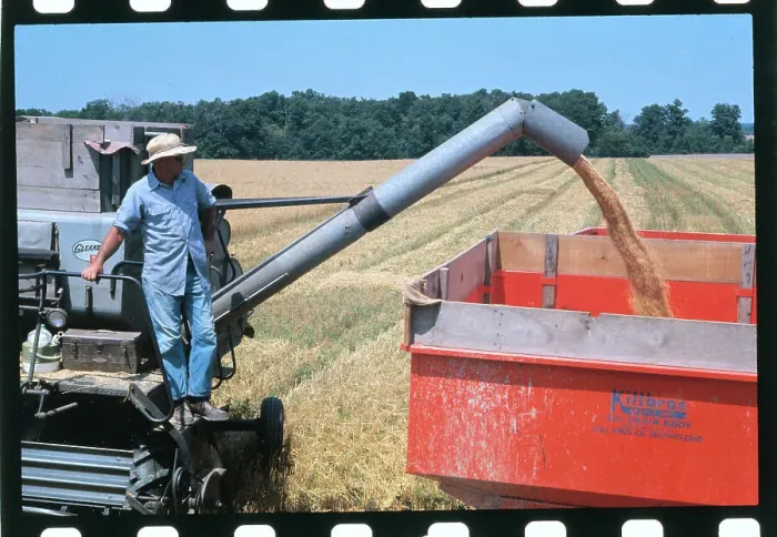 Framed Print : Farmer Harvesting Wheat Framed Print : Farmer Harvesting Wheat