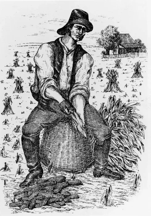 Framed Print : Farmer Husks Corn On Cornfield Framed Print : Farmer Husks Corn On Cornfield