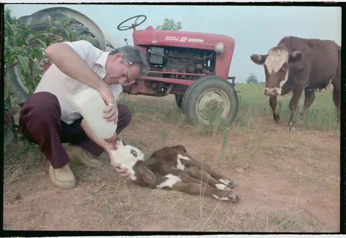 Framed Print : Farmer Nursing Calf Back to Health Framed Print : Farmer Nursing Calf Back to Health