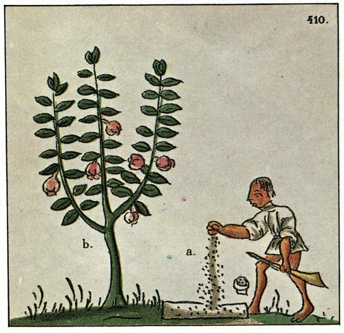 Framed Print : Farmer Planting Seeds Framed Print : Farmer Planting Seeds