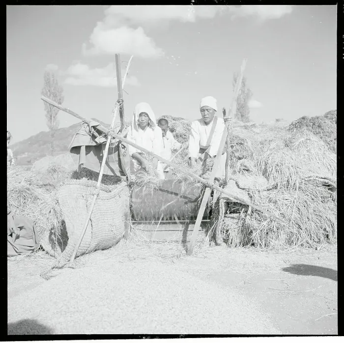 Framed Print : Farmer Separating Rice Kernels Framed Print : Farmer Separating Rice Kernels