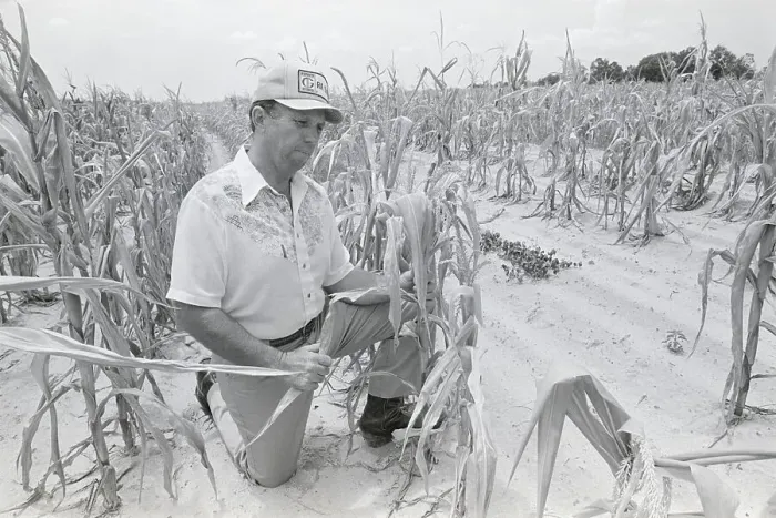 Framed Print : Farmer With Stunted Corn