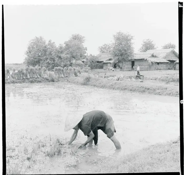 Framed Print : Farmer Working in Paddy Field Framed Print : Farmer Working in Paddy Field