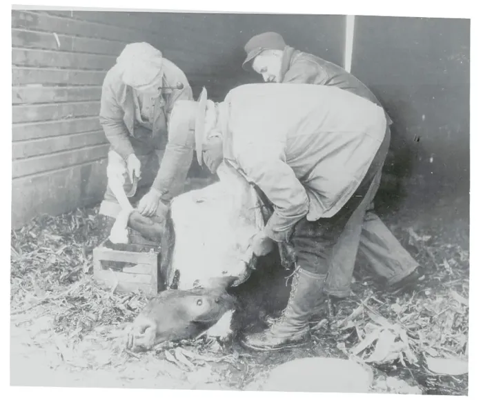 Framed Print : Farmers Butchering Cow Framed Print : Farmers Butchering Cow