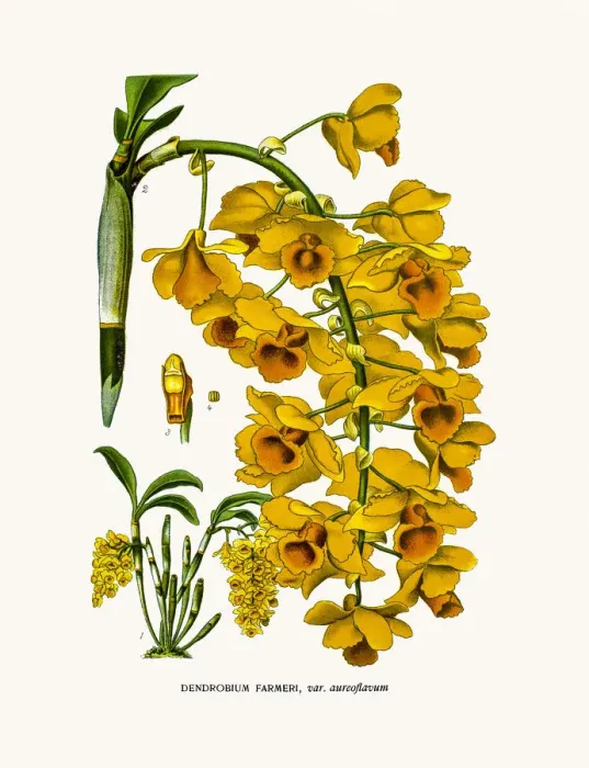 Framed Print : Farmers Dendrobium Framed Print : Farmers Dendrobium