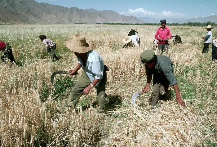 Framed Print : Farmers Harvesting Barley Framed Print : Farmers Harvesting Barley