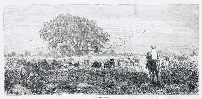 Framed Print : Farmers Harvesting Rice Framed Print : Farmers Harvesting Rice